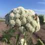 Varroa risk to Tasmanian crop pollination