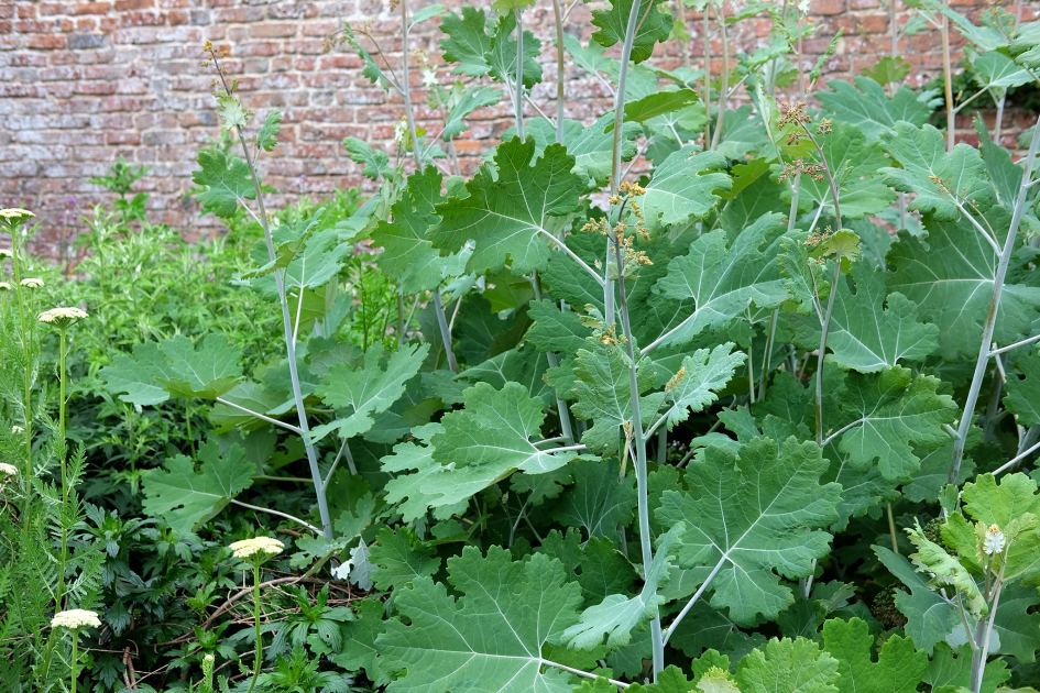 Ranked! The 9 WORST invasive plants that could TAKE OVER your garden – by expert Jane Moore