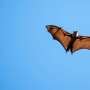 What's it like to be a bat? Scientists develop new solution to the puzzle of animal minds