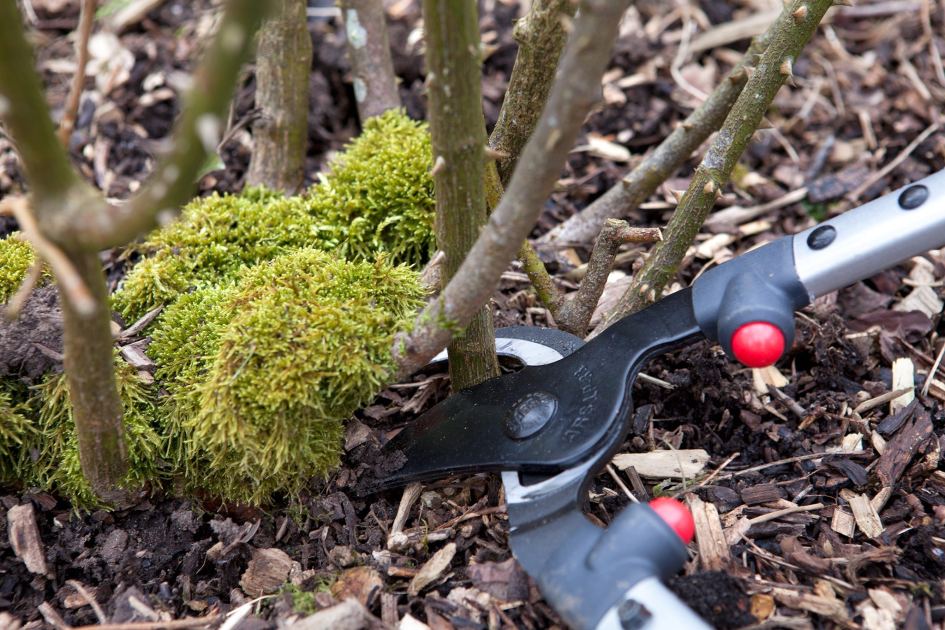 Don't miss your rose pruning window