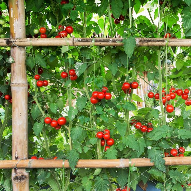  Ditch the Flimsy Cages – These 6 Aesthetic Tomato Trellises Actually Support Big Harvests 