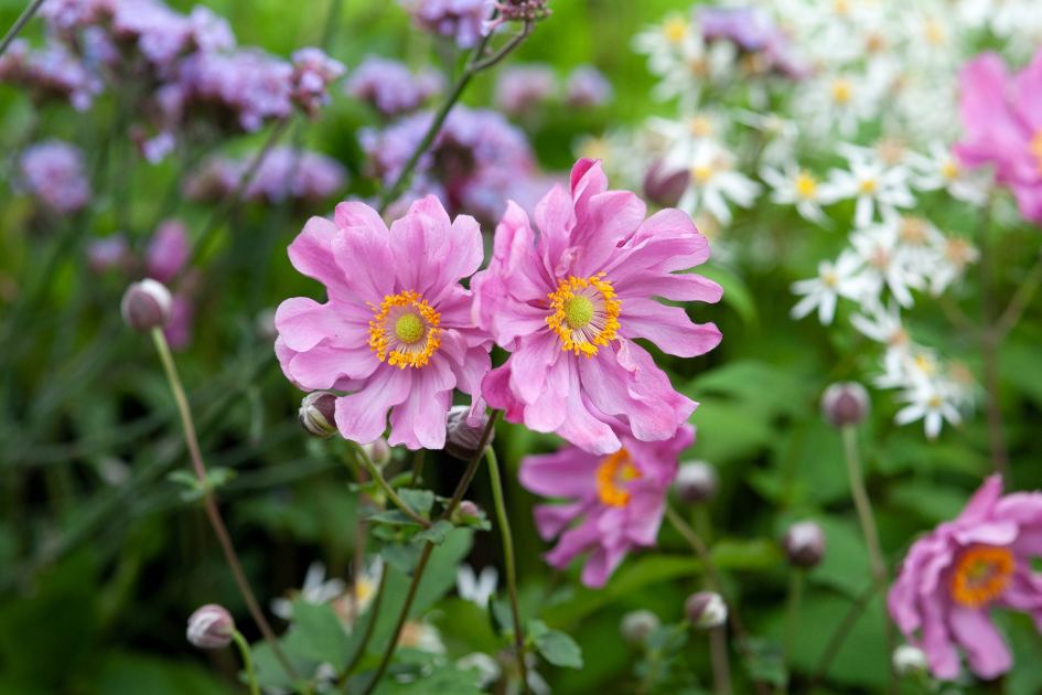 Ranked! The 12 WORST invasive plants to avoid (probably) – by expert Jane Moore