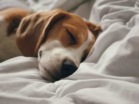 Is It Good to Sleep With Your Pet? Benefits, Risks & Expert Vet-Backed Advice