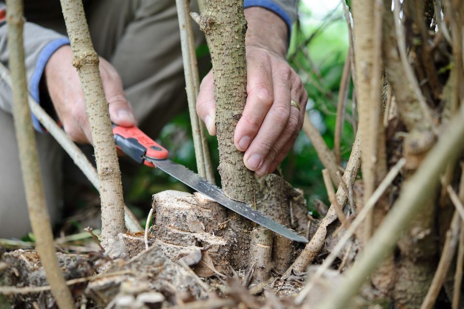 Winter pruning hacks for bigger harvests and healthier trees