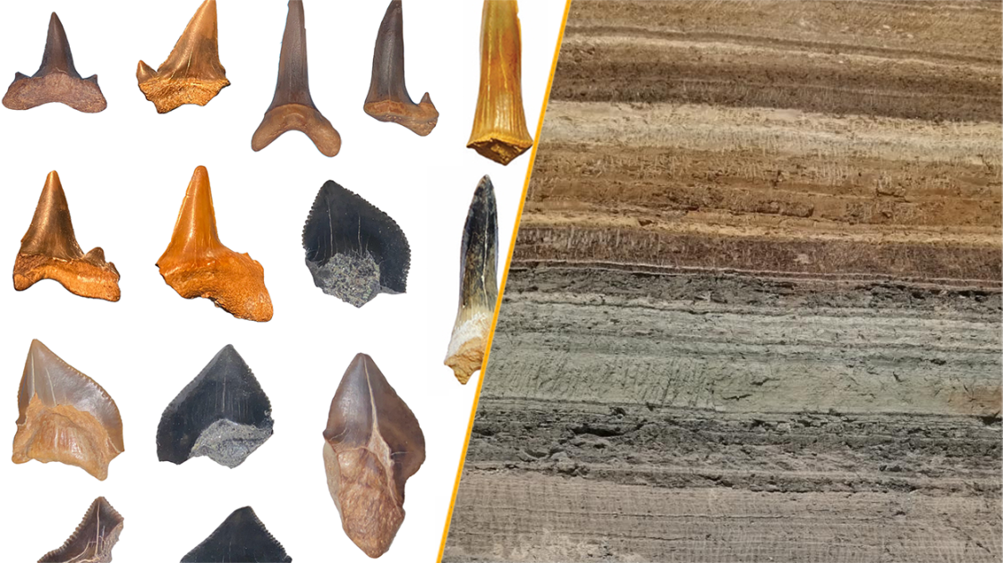  Ancient shark 'graveyard' uncovered in Egyptian desert 