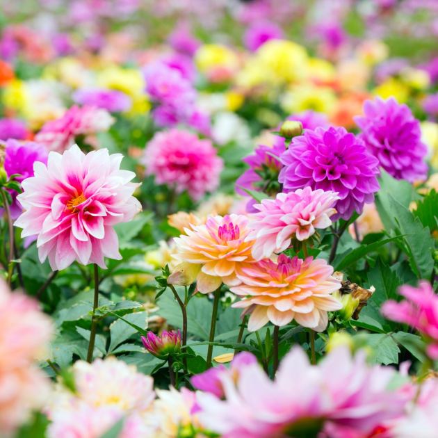  What Dahlias Need in July – 4 Vital Tasks for Dinnerplate Blooms and Buckets of Flowers Through Fall 