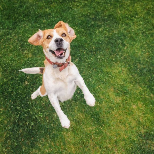  Barkitecture Is the Smart Way to Design Pet-Friendly Gardens – Your Dog Will Be So Happy He'll Forget All about Digging Up Your Flowers 