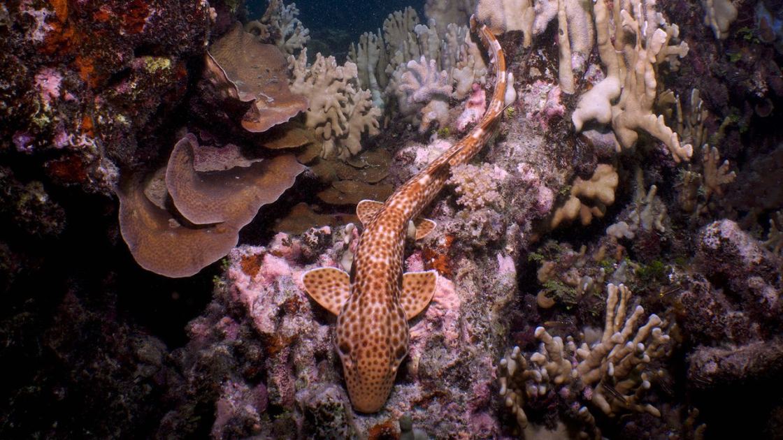  Never-before-seen shark that 'walks' on land discovered off Papua New Guinea 